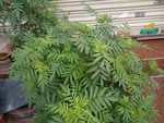 花卉