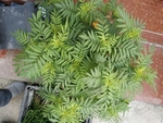 花卉