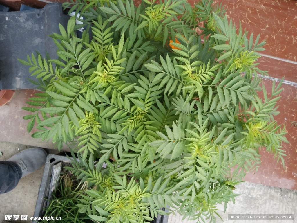 花卉