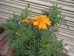 花卉