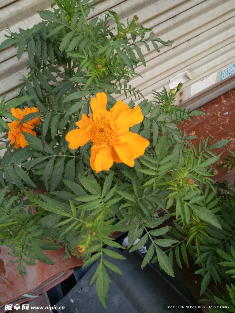 花卉