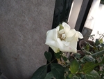 花卉