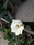 花卉