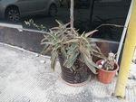 花卉