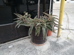 花卉