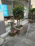 花卉