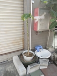 花卉