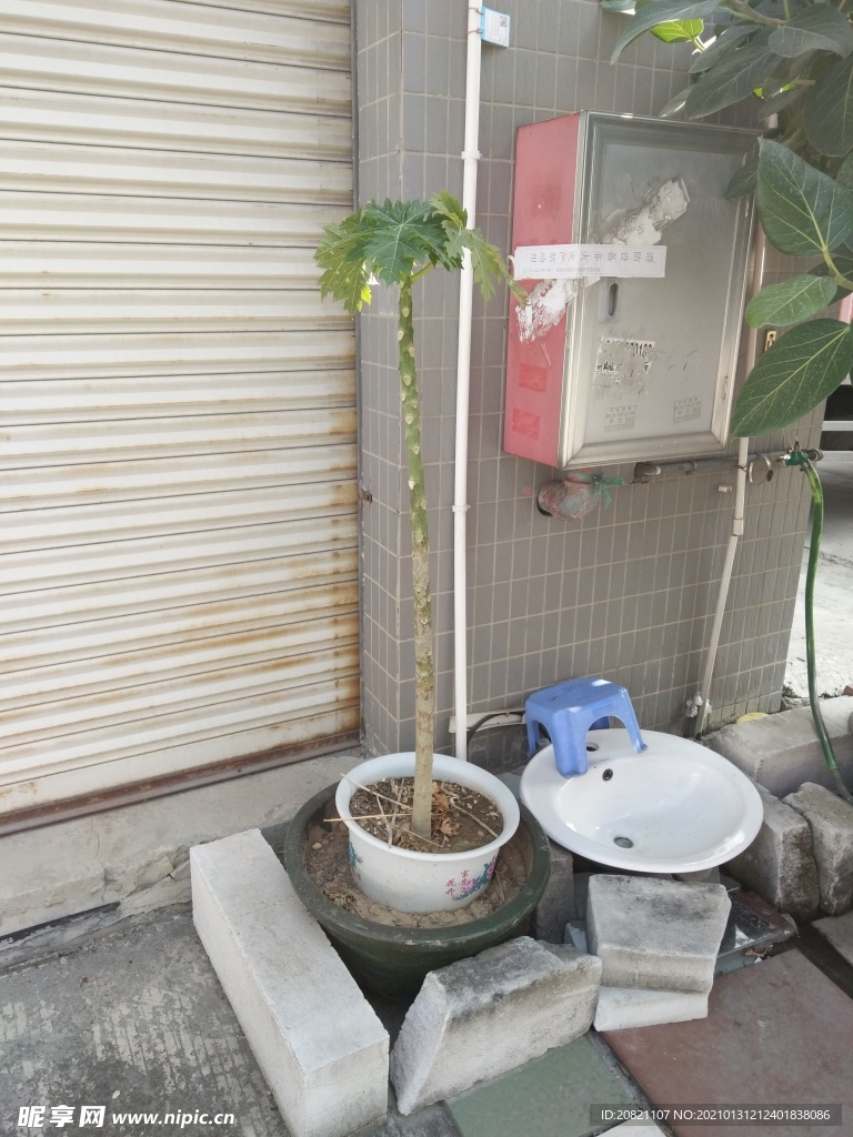 花卉