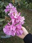花卉