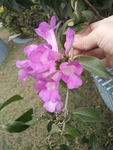 花卉