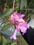 花卉