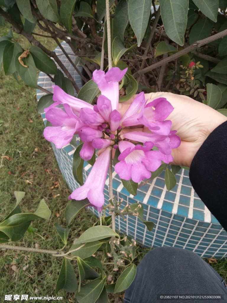 花卉