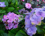 八仙花