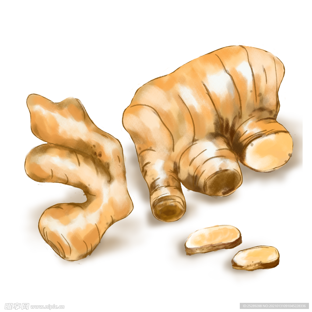 生姜插画