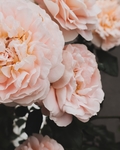 牡丹花