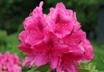 杜鹃花