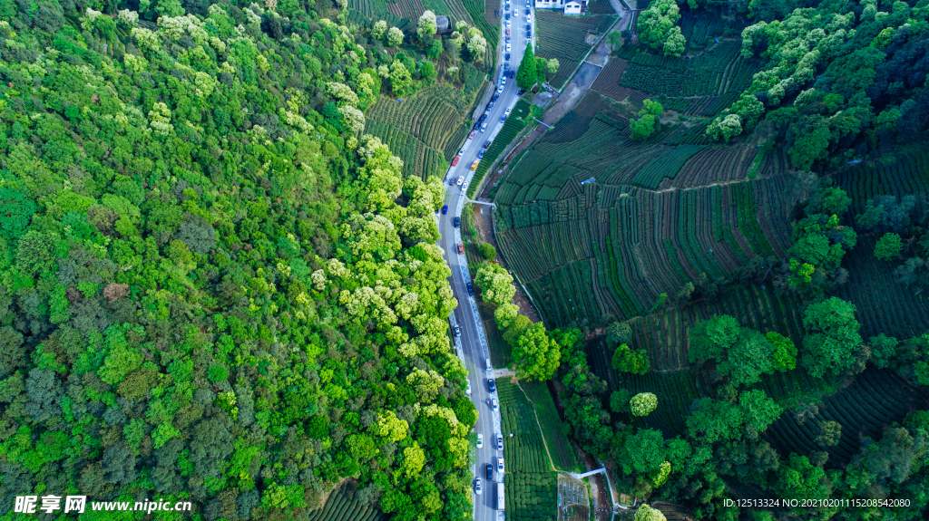 梅家坞茶园