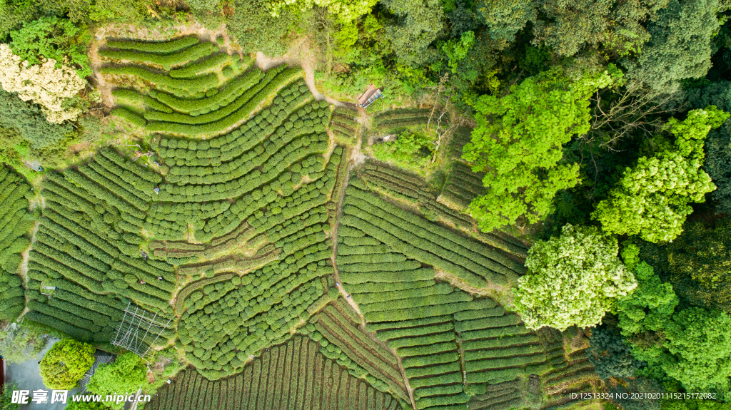 梅家坞茶园