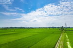 田野