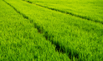 田野