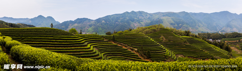 遂昌大拓茶园