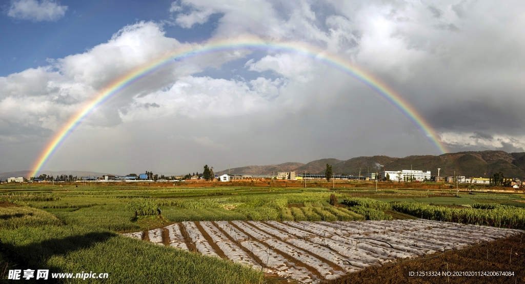 田野
