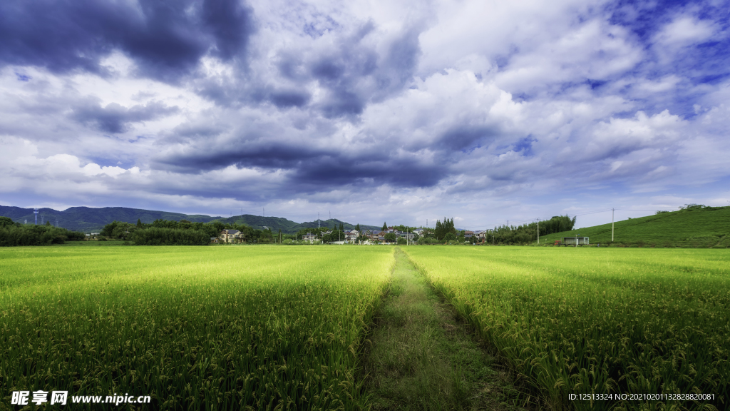 田野