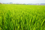 稻田