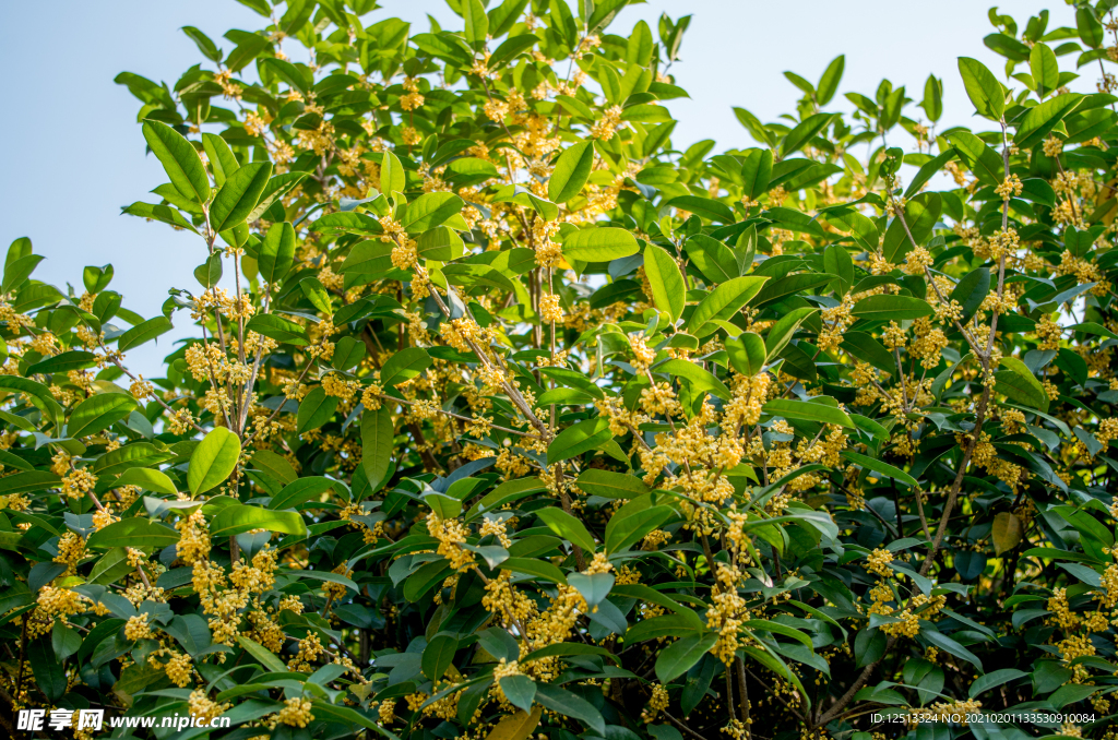 桂花树