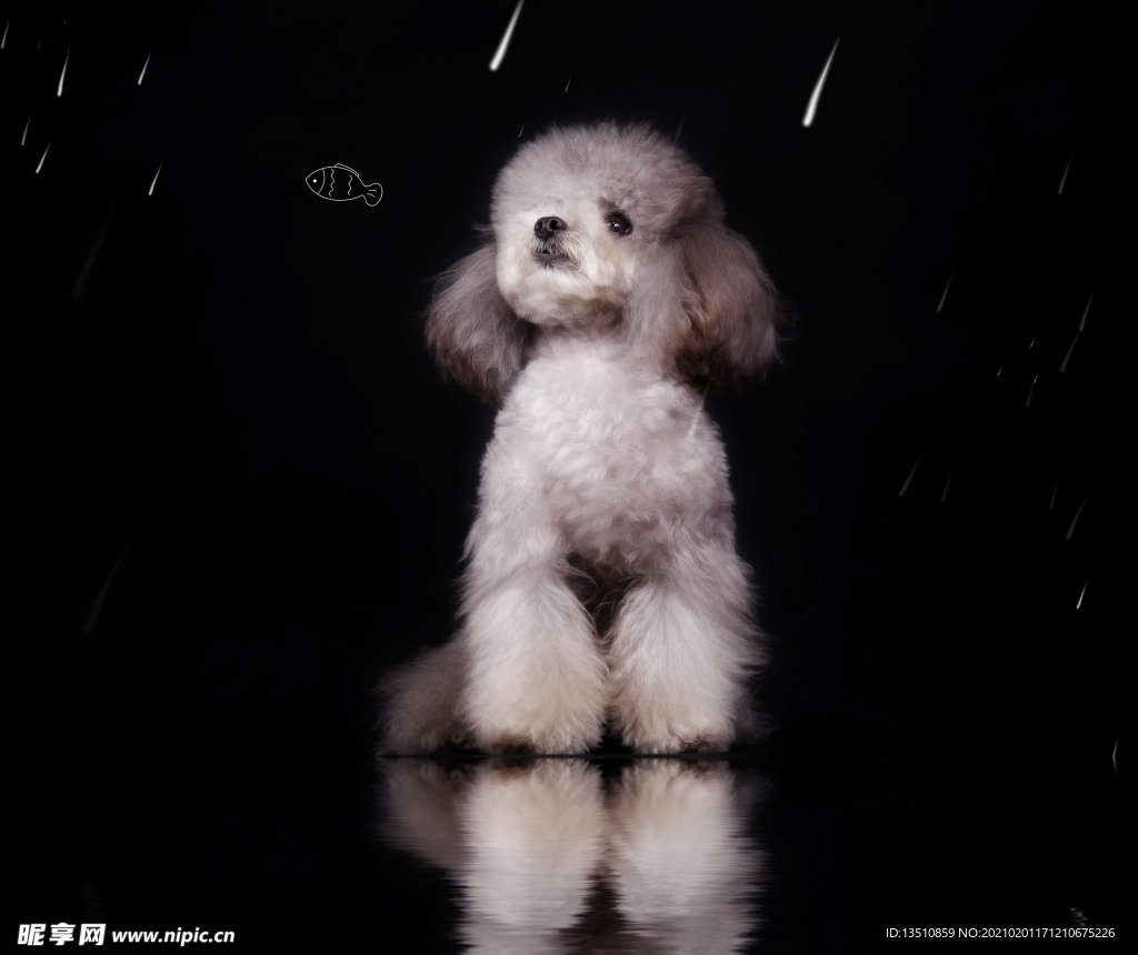 狗狗