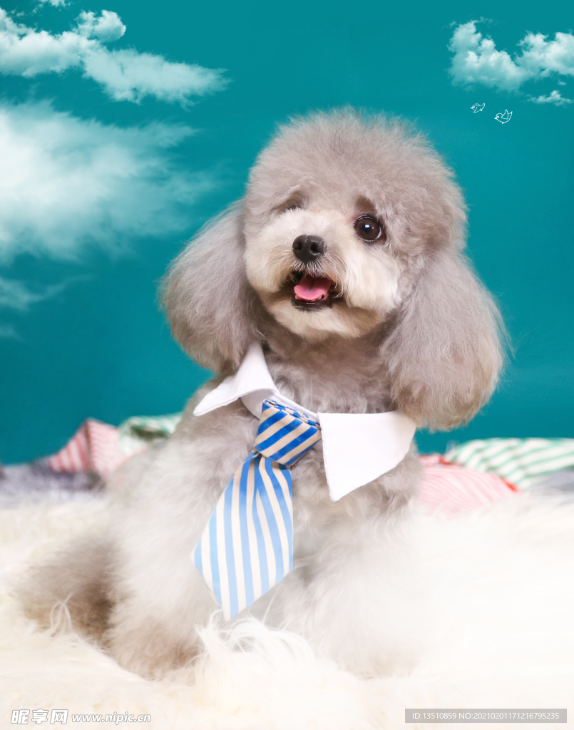 狗狗