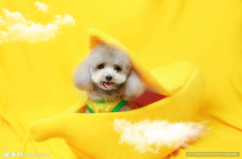 狗狗