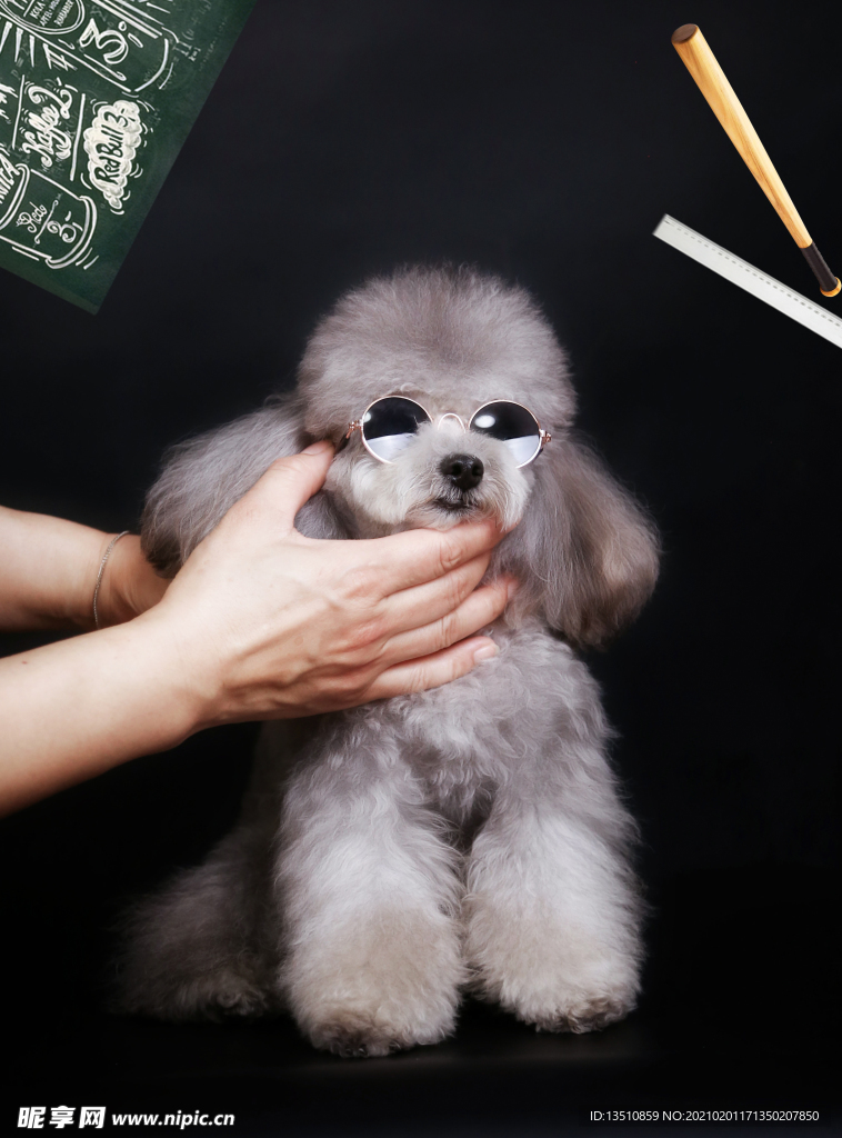 狗狗
