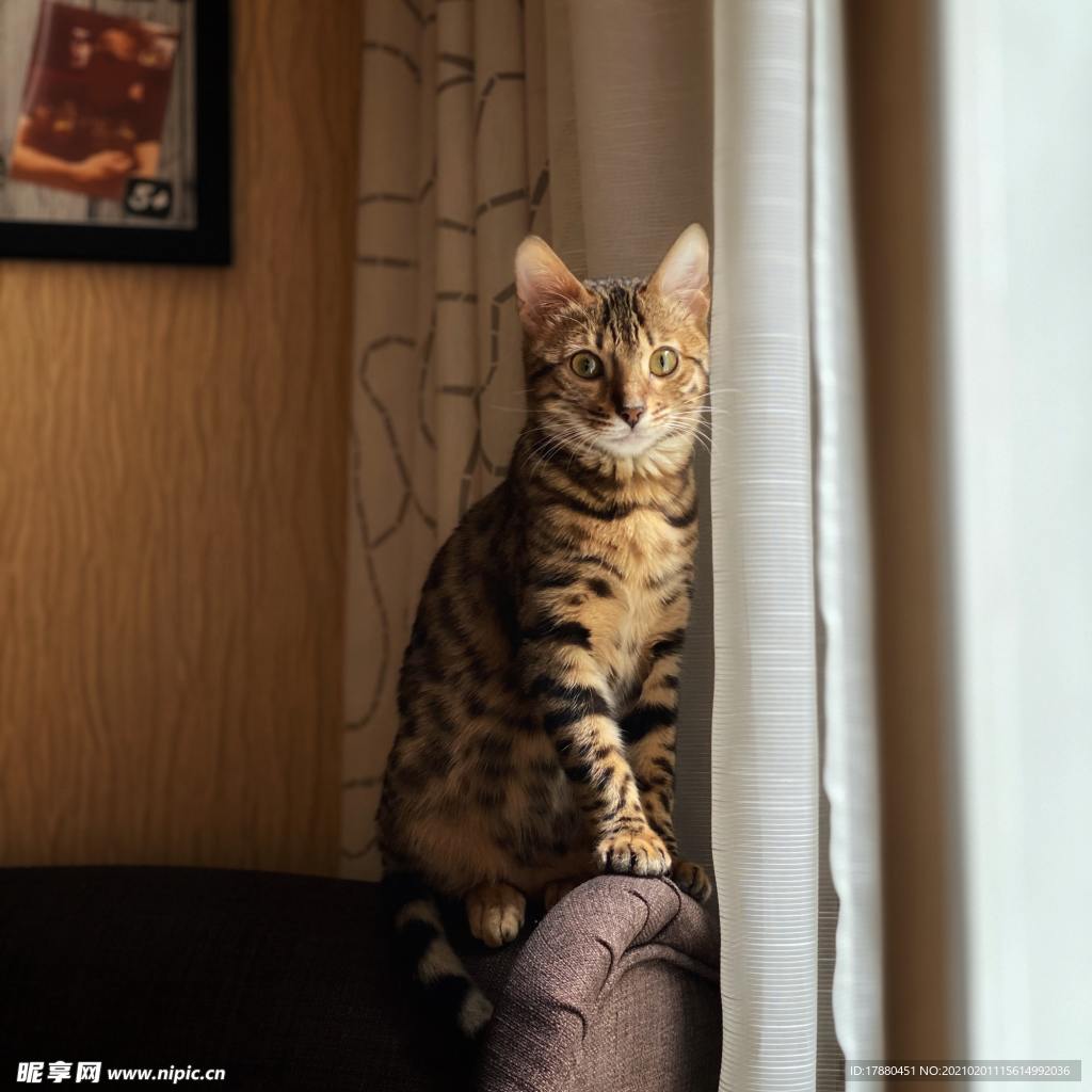 猫