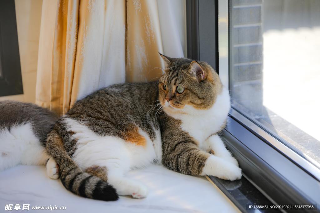猫