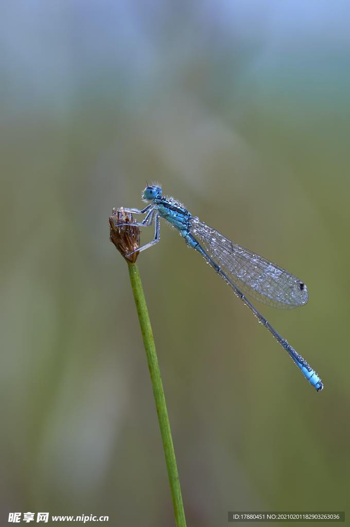 蜻蜓