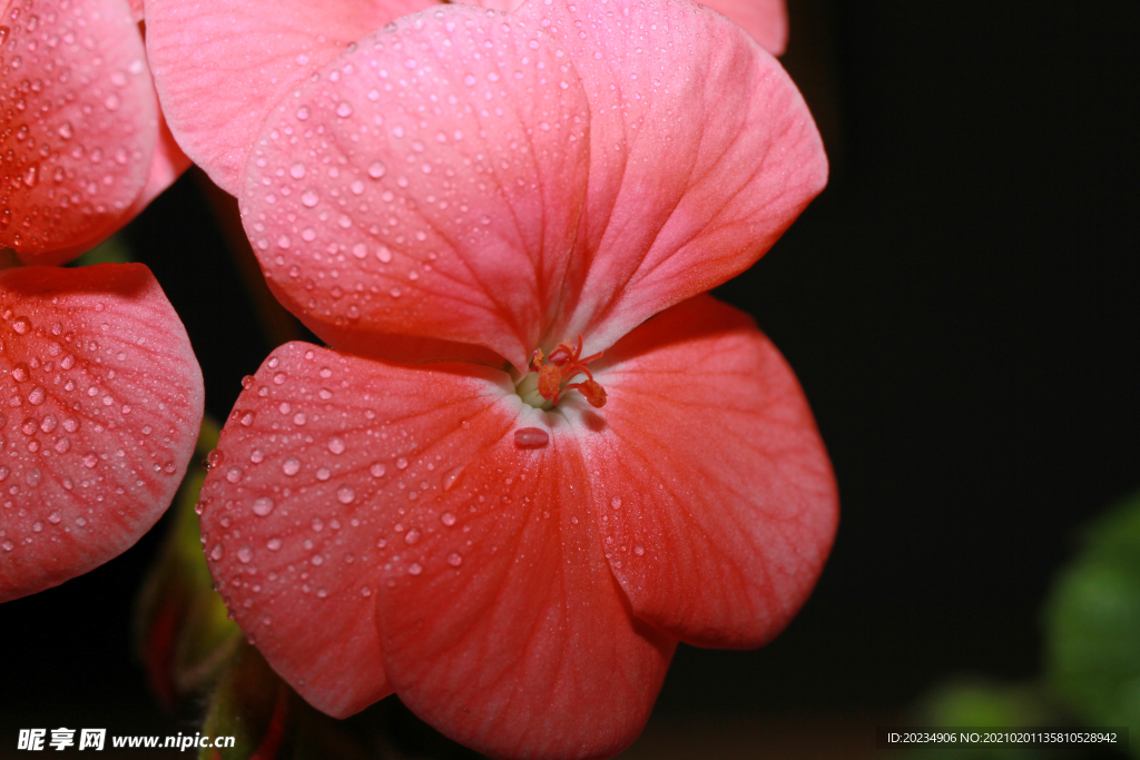 粉红色天竺葵