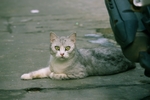 家猫