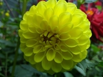 大丽花