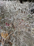 冬天霜降后的树枝