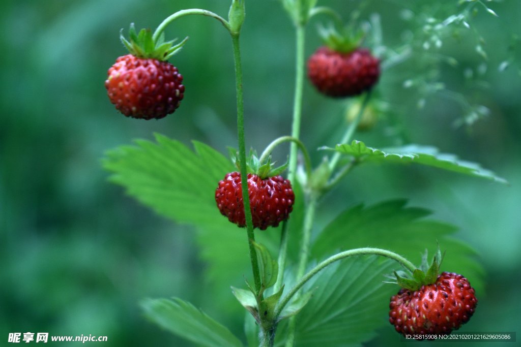 野草莓