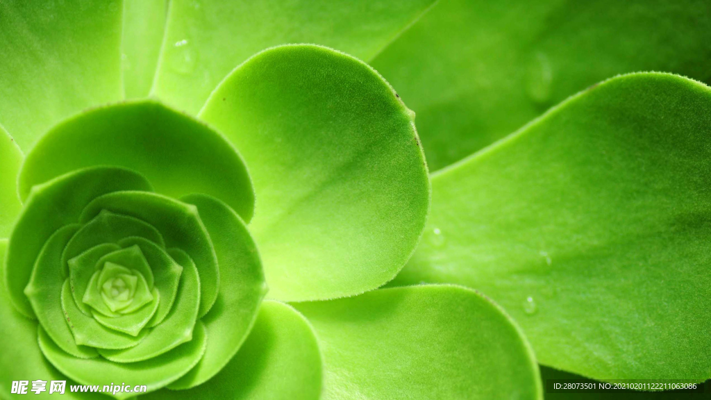 绿色植物
