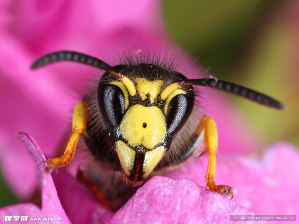 蜜蜂采蜜