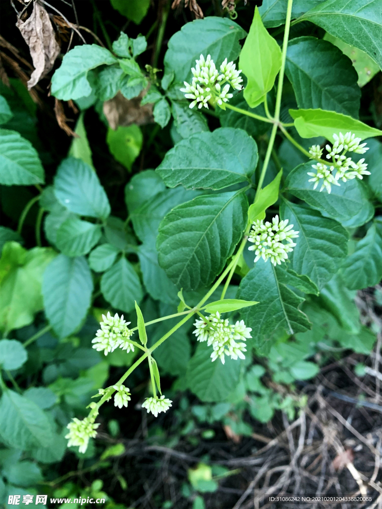 野花