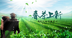春茶上市
