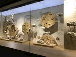 标本展示