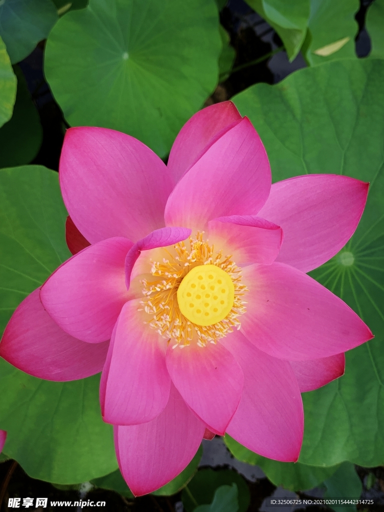 荷花