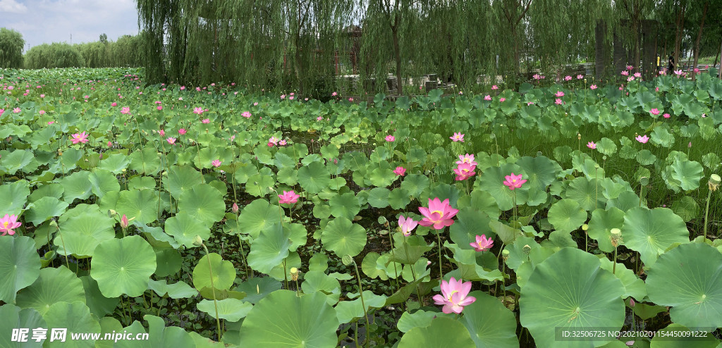 荷花