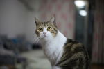 瞪圆眼睛的猫咪