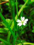 雀舌草